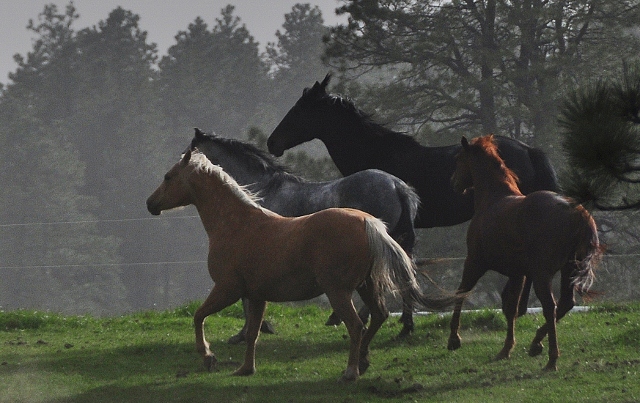horses running in pasture, Echo Basin Road